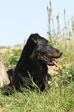 BEAUCERON 127